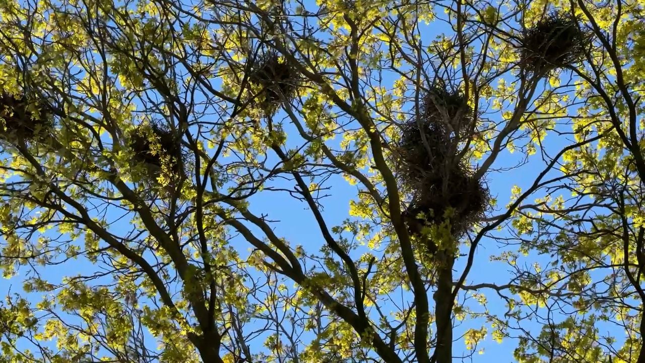 In deze boom bouwen de roeken hun nesten (foto: Wilco Zonneveld).