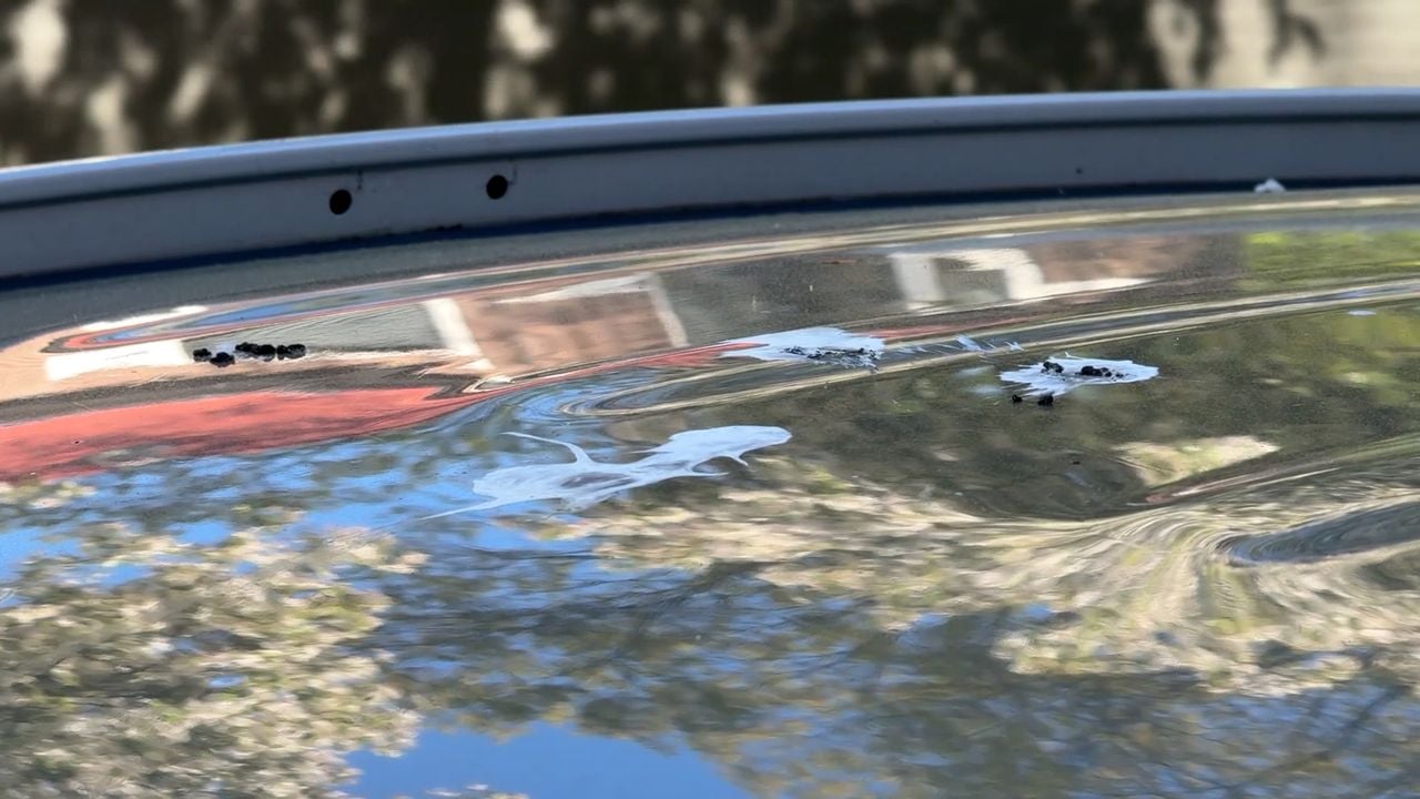 Auto's in de Cuijkse wijk De Valuwe worden ondergepoept door een roekenkolonie (foto: Wilco Zonneveld).