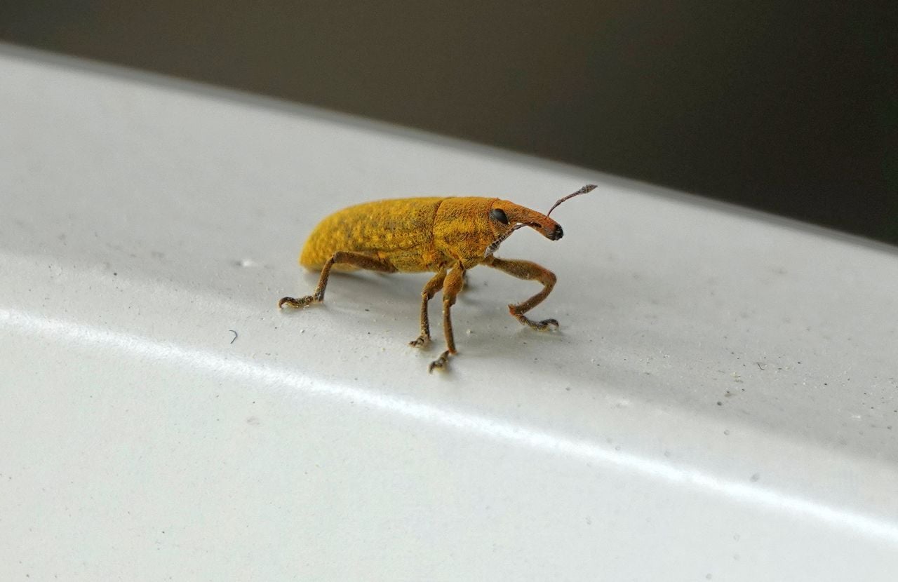 Een bruine zuringsnuitkever (foto: Theo Zelen).