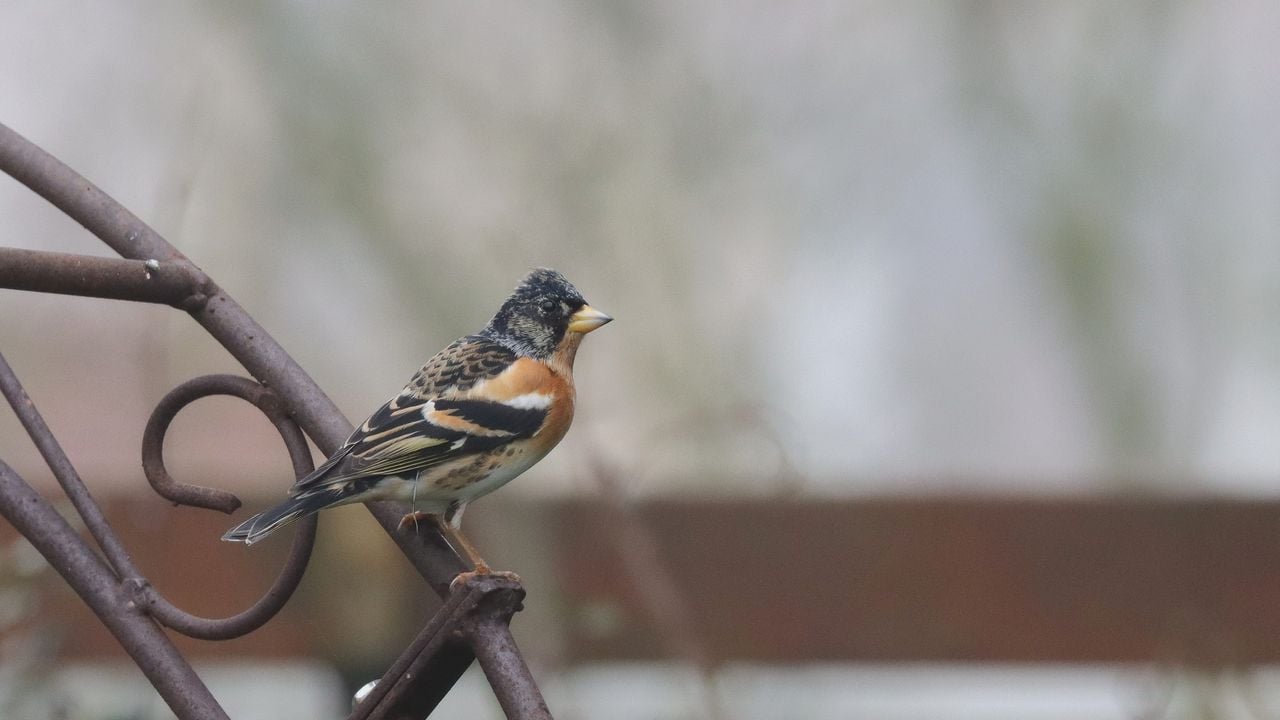 Een keep met zender (foto: Harry Verbeek).