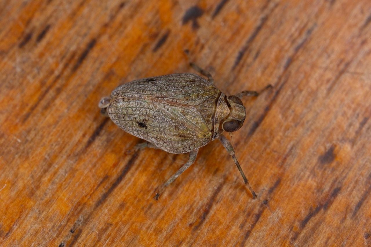 Een volwassen klimopkevercicade (foto: Saxifraga/Luc Hoogenstein).