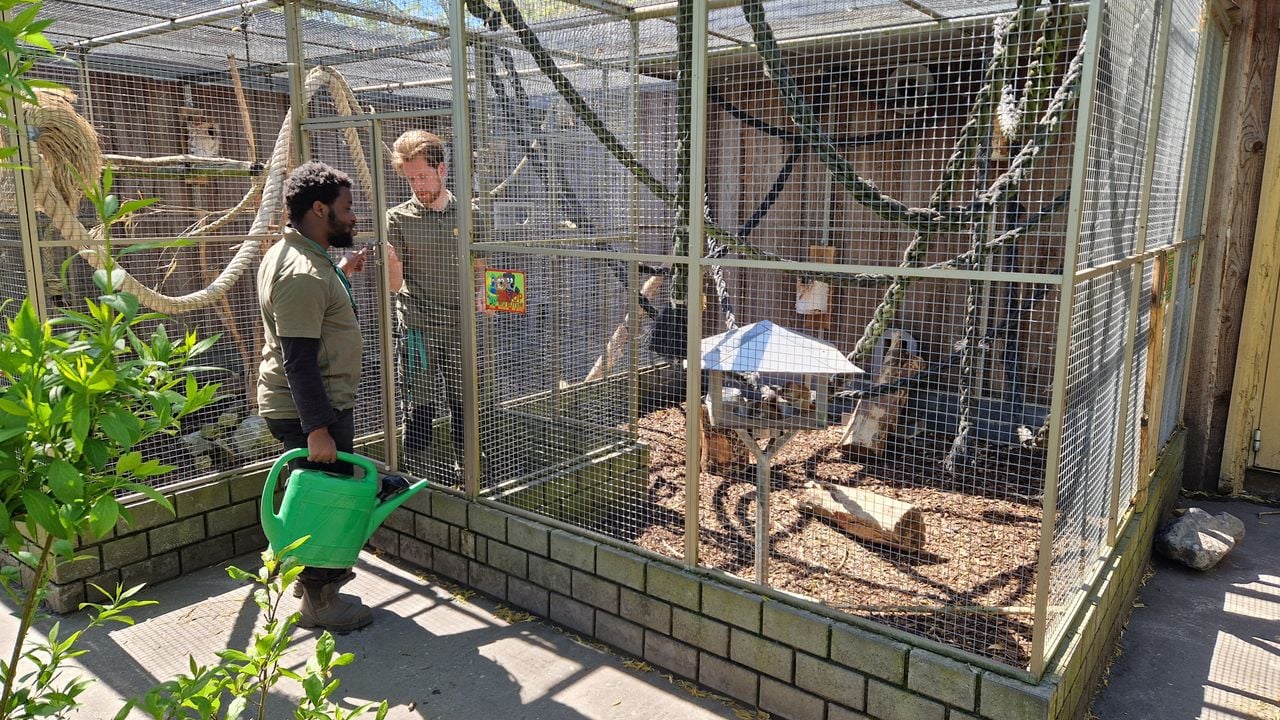 Abel en Moses samen aan het werk in het verblijf van de eekhoorns (foto: Tom Berkers).