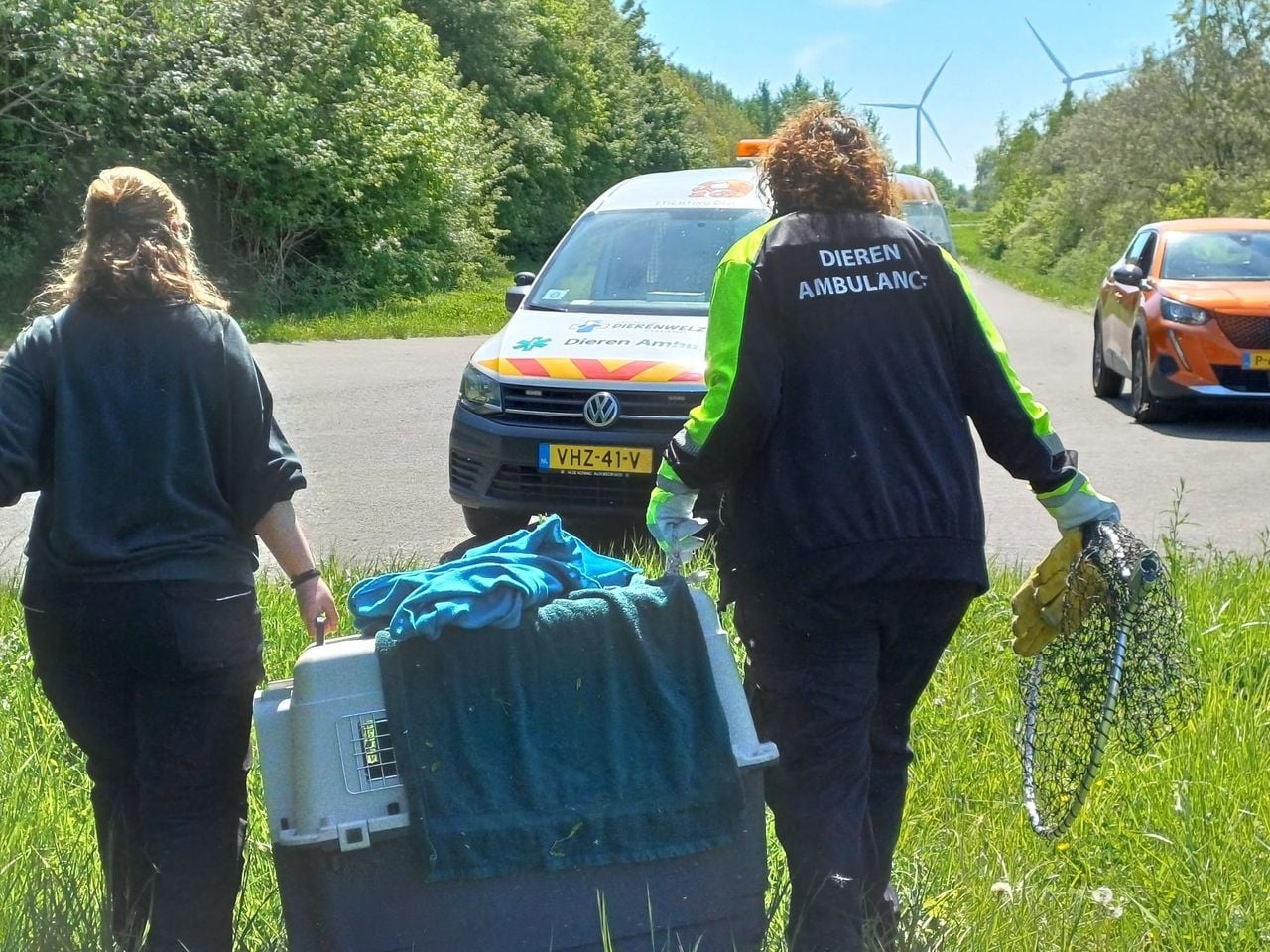 De zeearend werd na een urenlange zoektocht fladderend in de bosjes gevonden (foto: Stichting Dierenwelzijn Zeeland).