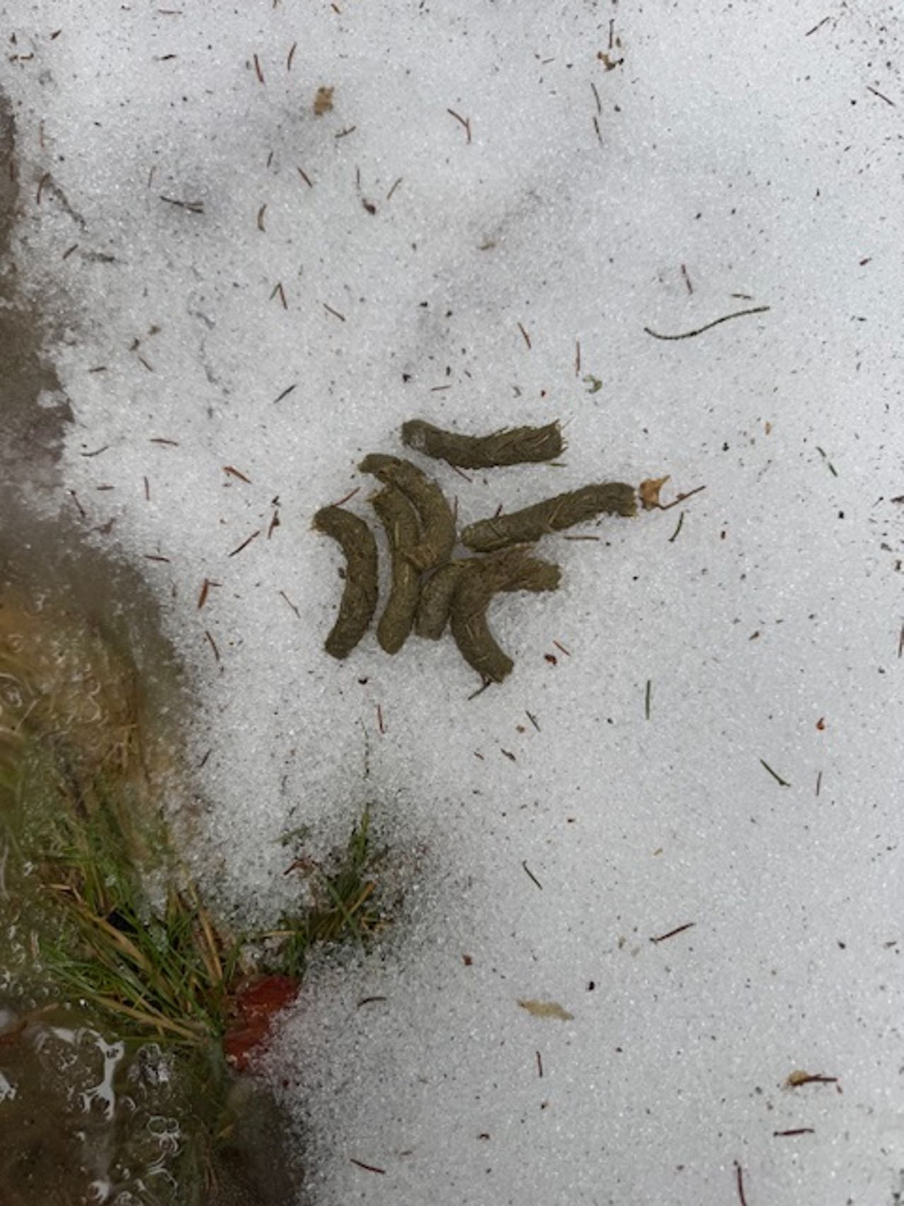De uitwerpselen van vermoedelijk een auerhoen (foto: Vincent Relleke).
