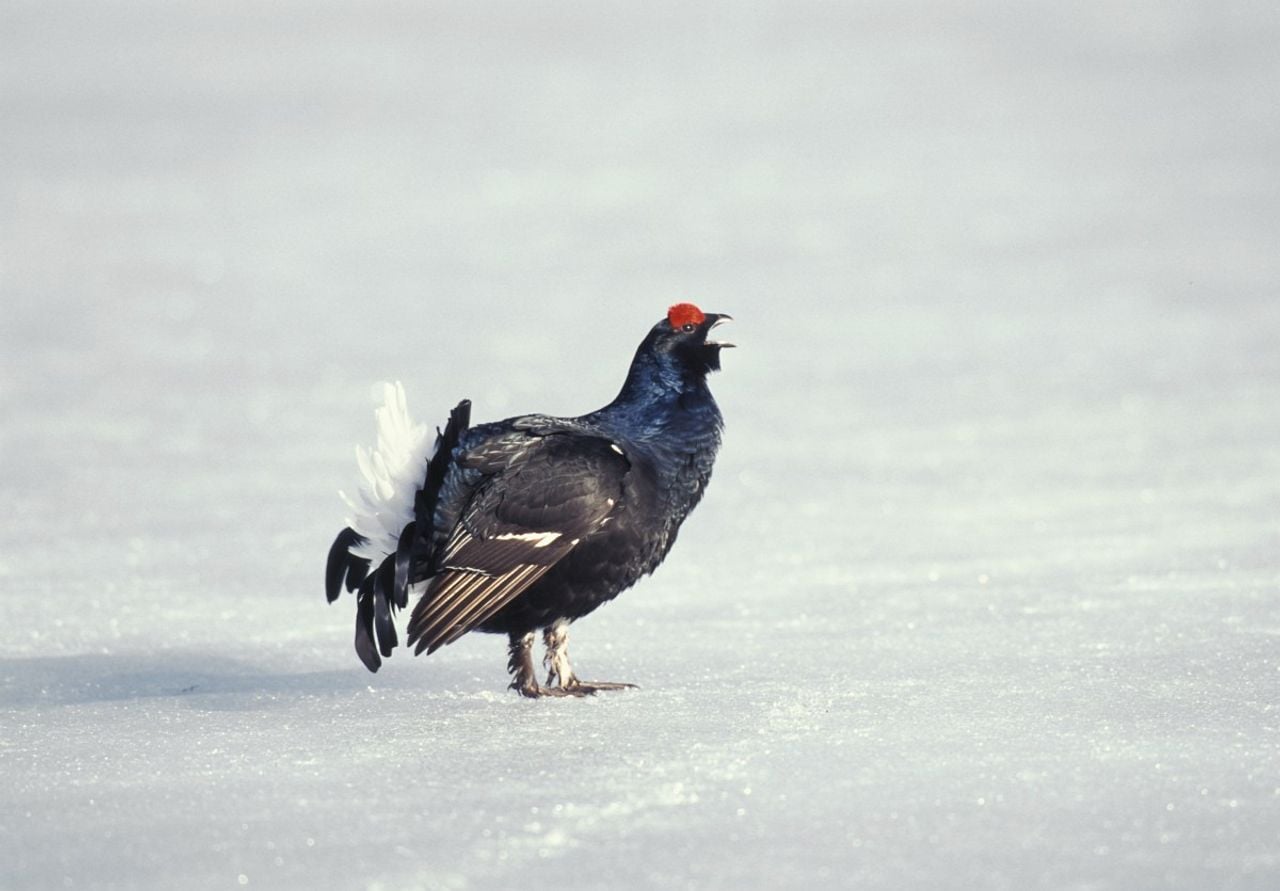 Een korhoen (foto: Saxifraga/Arie de Knijff).