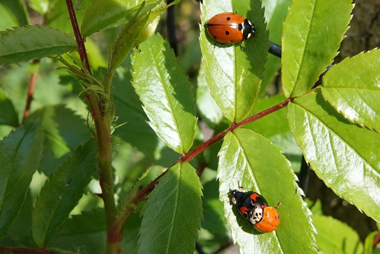 Een inlandse en twee Aziatische lieveheersbeestjes (foto: Piet Plasmans).