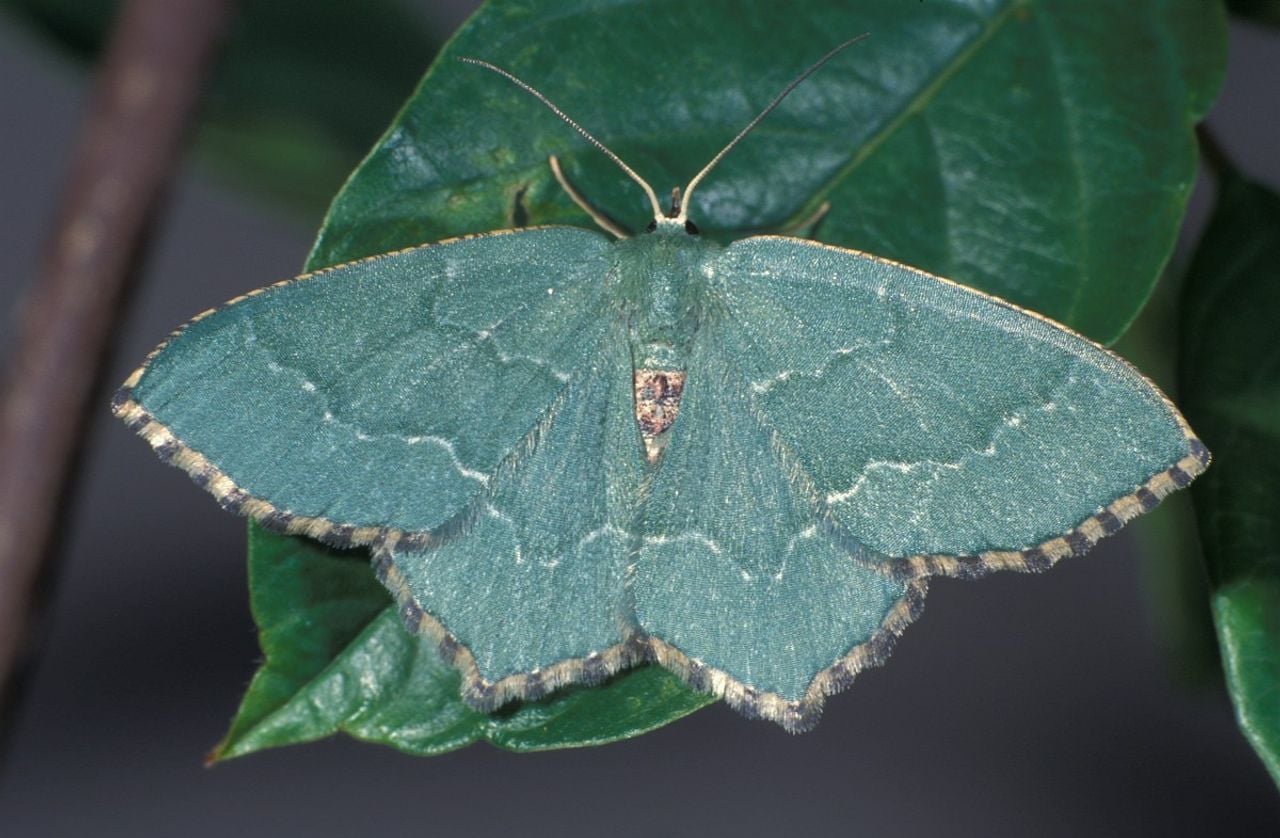 Een kleine nachtvlinder met de naam kleine zomervlinder (foto: Saxifraga/Frits Bink).