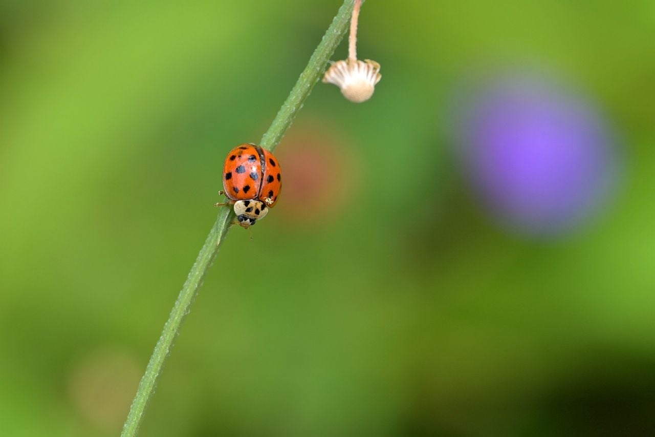 Een veelstippig Aziatisch lieveheersbeestje (foto: Saxifraga/Tom Heijnen).
