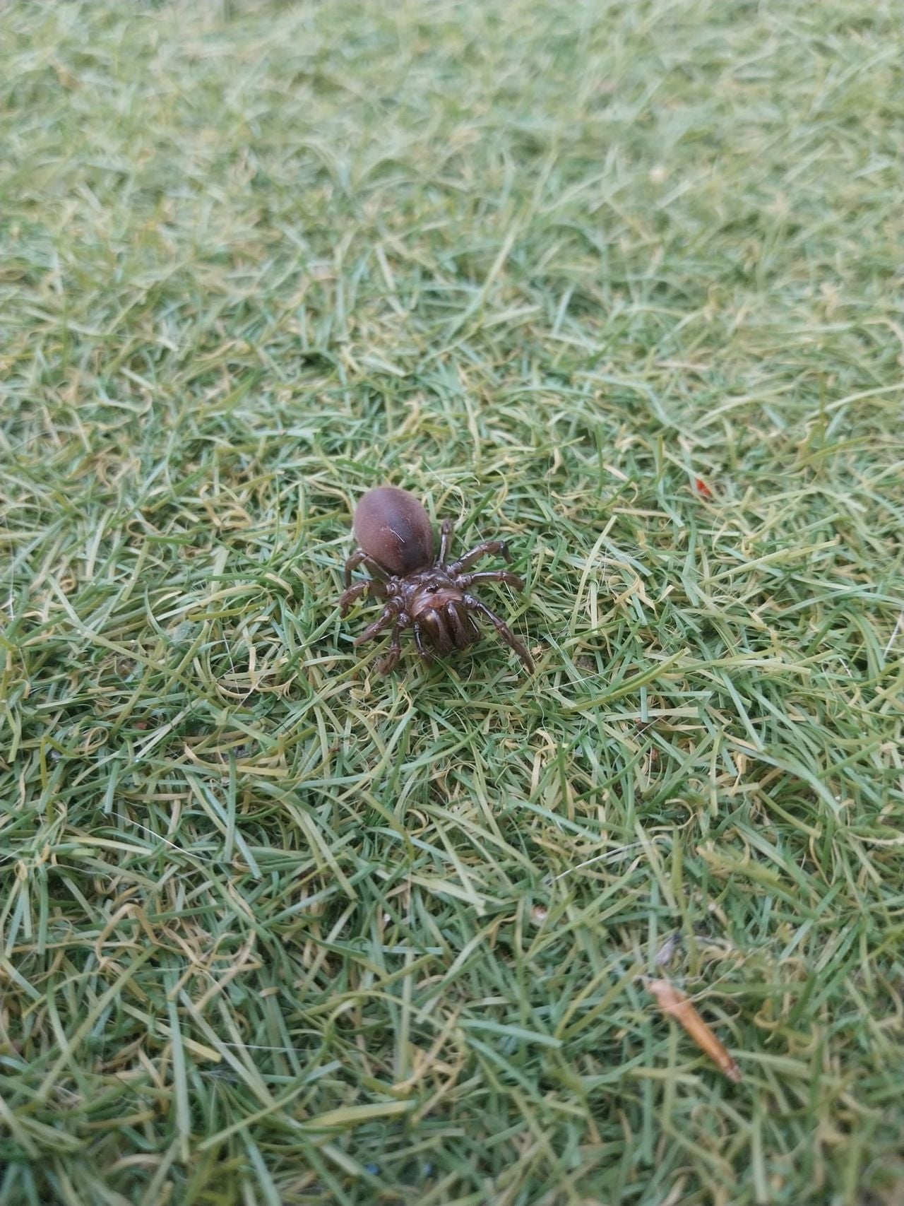 Een gewone mijnspin (Foto: Lia Vorstenbosch).