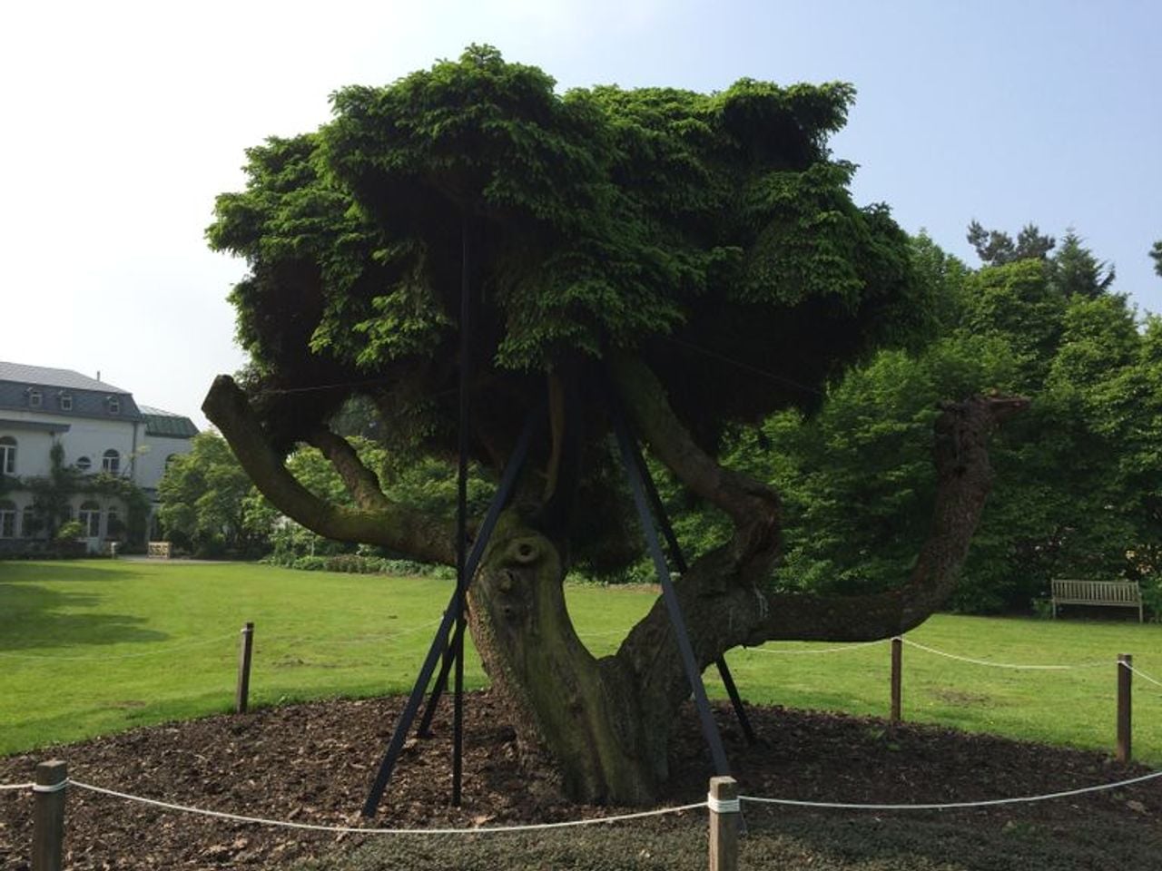 Een dennenboom is veranderd in een grote heksenbezem bij arboretum Kalmthout (Foto: Frans Kapteijns).
