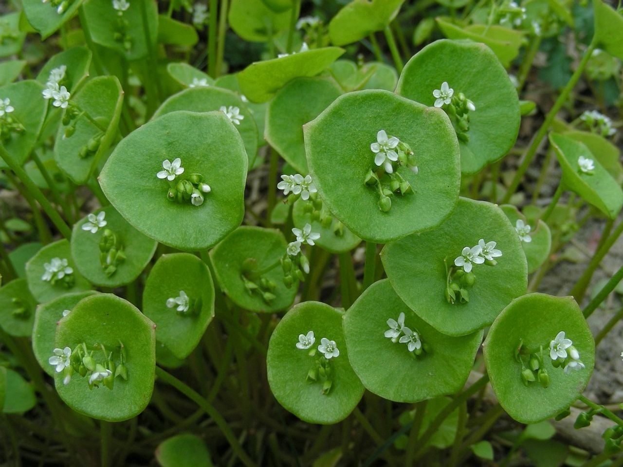 Winterpostelein met bloemen (Foto: Saxifraga Ed Stikvoort).