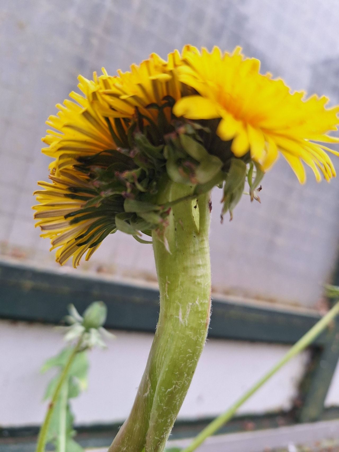Vreemde stengel bij paardenbloem (Foto: Monique Spooren Kiljan).