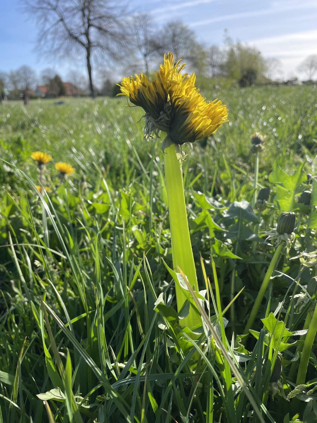 Vreemde paardenbloem bloem (Foto: Thea Verkamman 2).