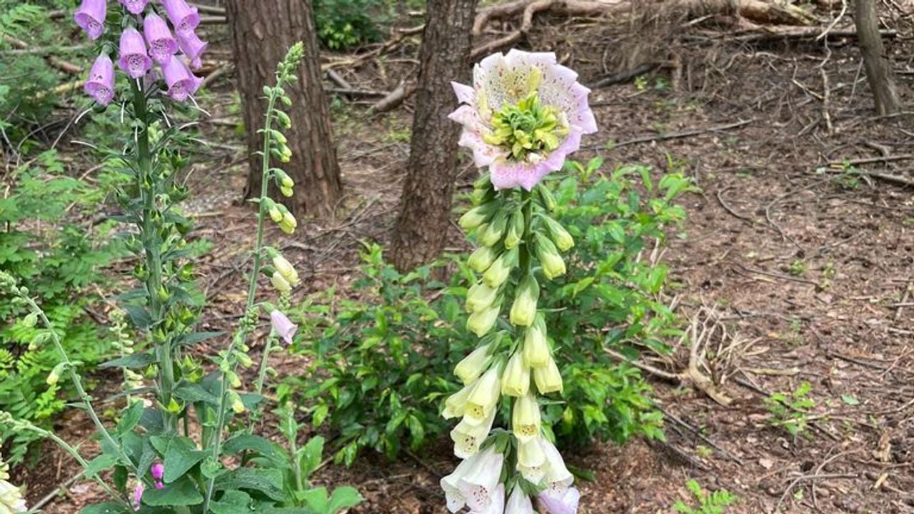 Vingerhoedskruid met een aparte bloem (Foto: Selina Lacourt).
