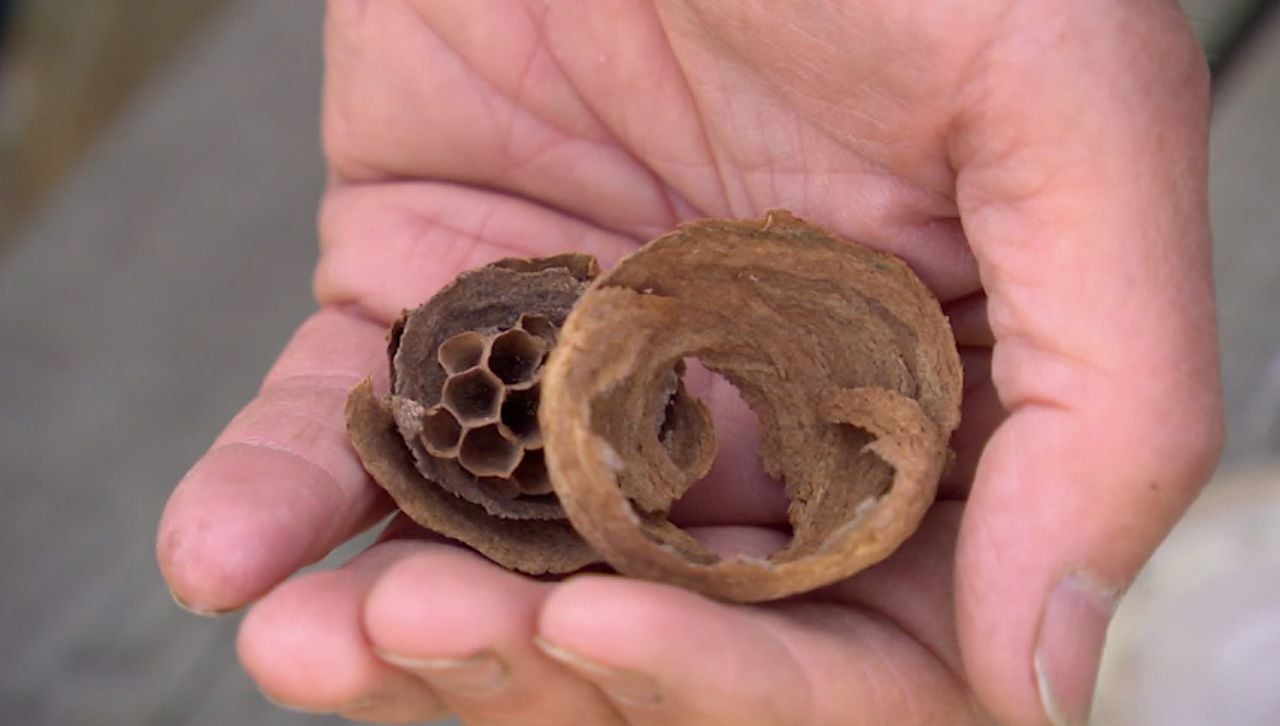 Klein nest om zelf te bestrijden (foto: Omroep Brabant).
