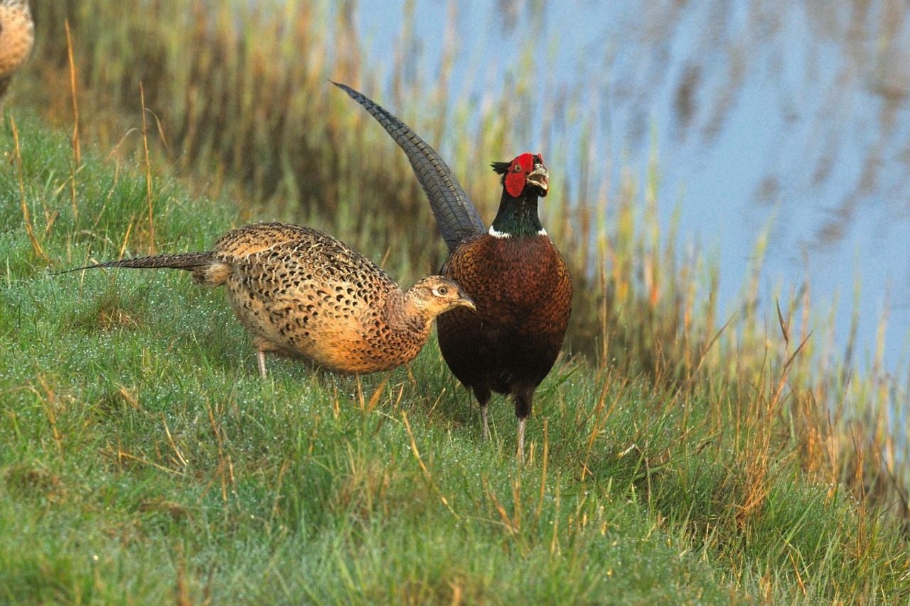 Een fazanthaan en een hen (foto: Saxifraga/Piet Munsterman).