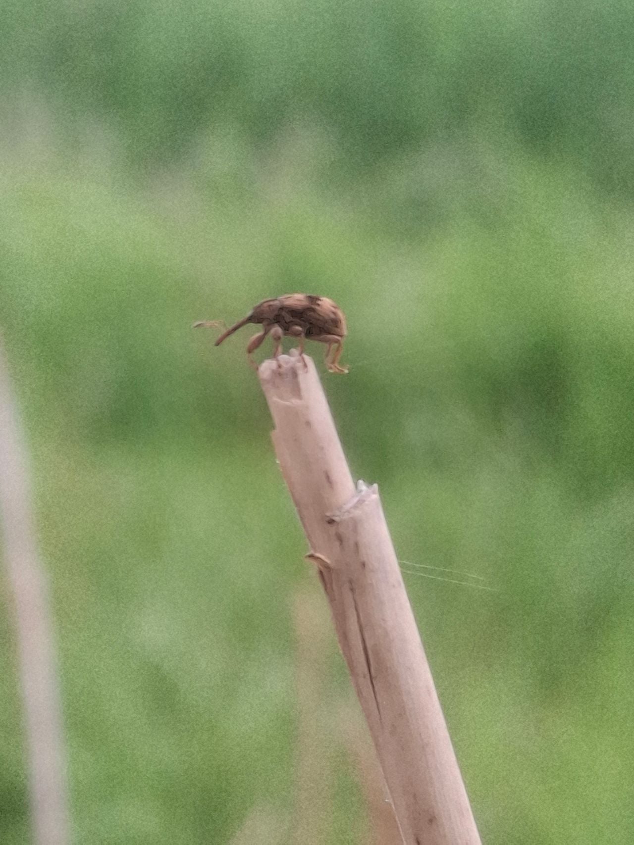 Een kleine eikelboorder (foto: Ies van de Vossenberg).