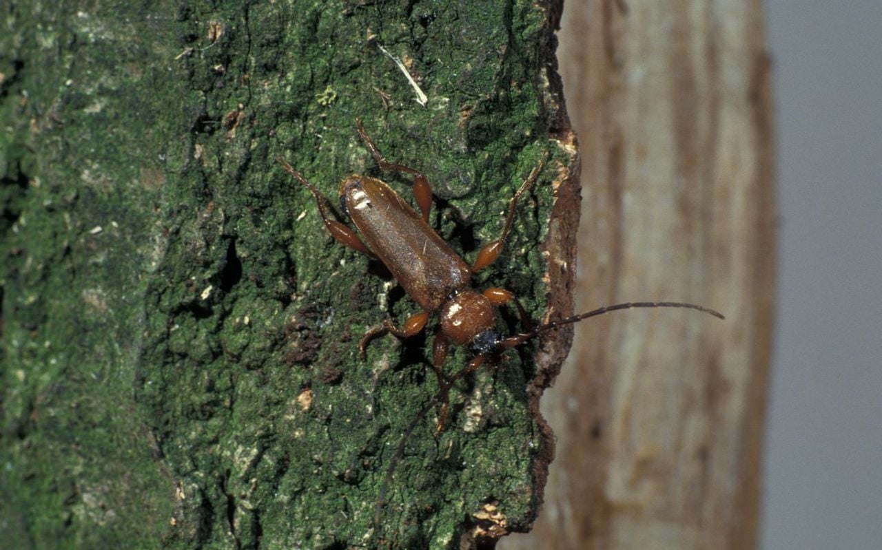 Een veranderlijke boktor (foto: Saxifraga/Frits Bink).