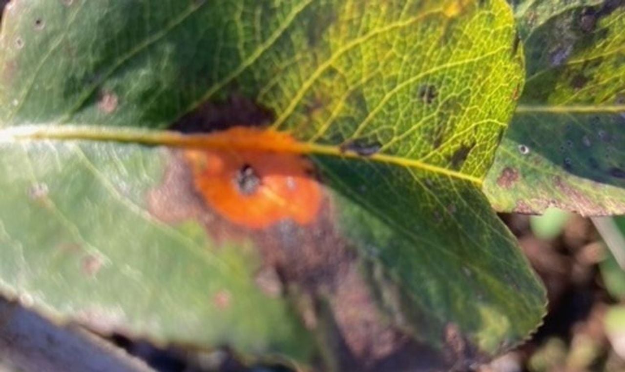 Peer-jeneverbesroest op een perenplant (foto: Corry Duindam).