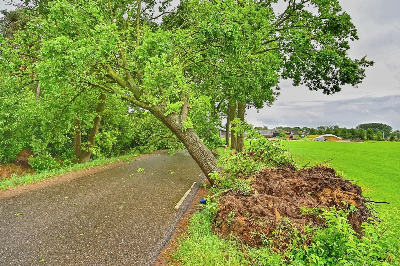 Omgewaaide bomen (foto: Rico Vogels/SQ Vision).