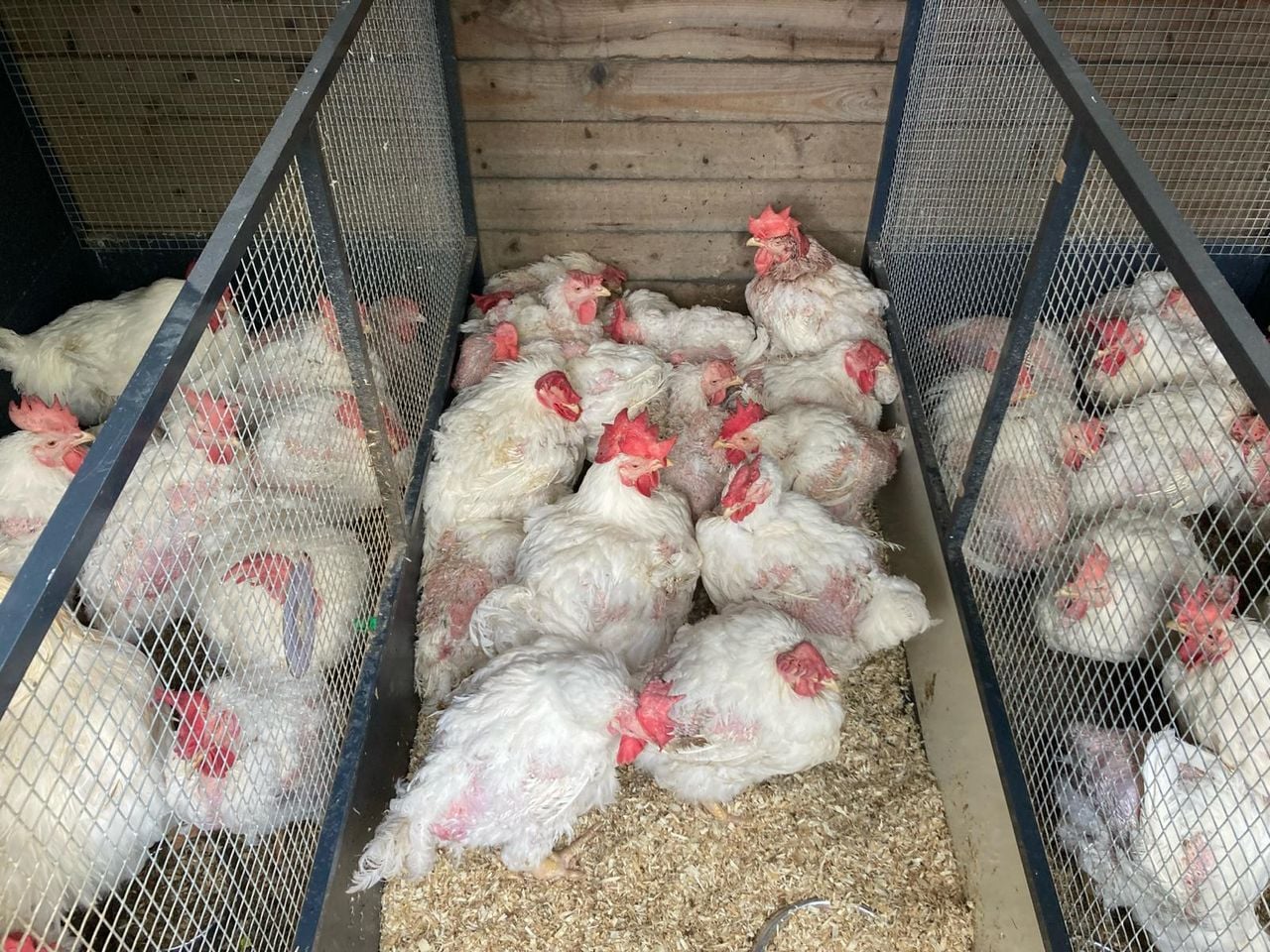 De kippen in de opvang in Limburg, waar moet blijken hoeveel van de dieren nog kan herstellen (foto: Dierenambulance Hokazo).