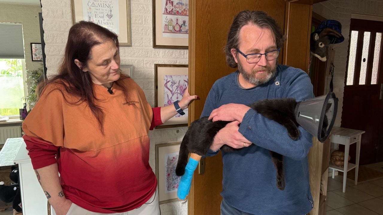 Sissel heeft een spalkje aan haar poot en moet voorlopig binnenblijven (foto: Omroep Brabant).