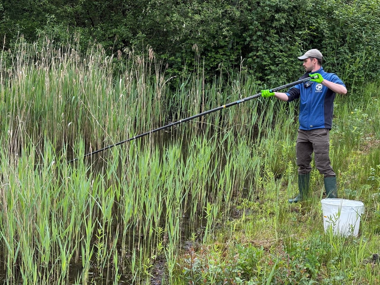 David Broek haalt met deze hengel water uit een vijvertje. In het laboratorium moet duidelijk worden of er DNA-sporen van de Amerikaanse stierkikker zijn gevonden (foto: Wilco Zonneveld).