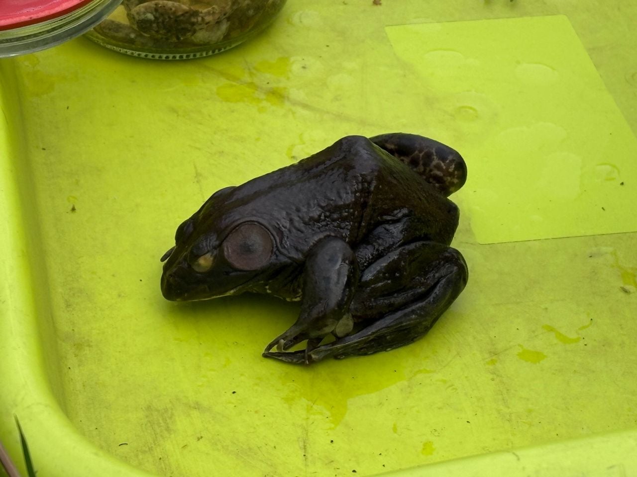 De Amerikaanse stierkikker is veel groter dan de groene kikkers die we gewend zijn in Nederland (foto: Wilco Zonneveld).