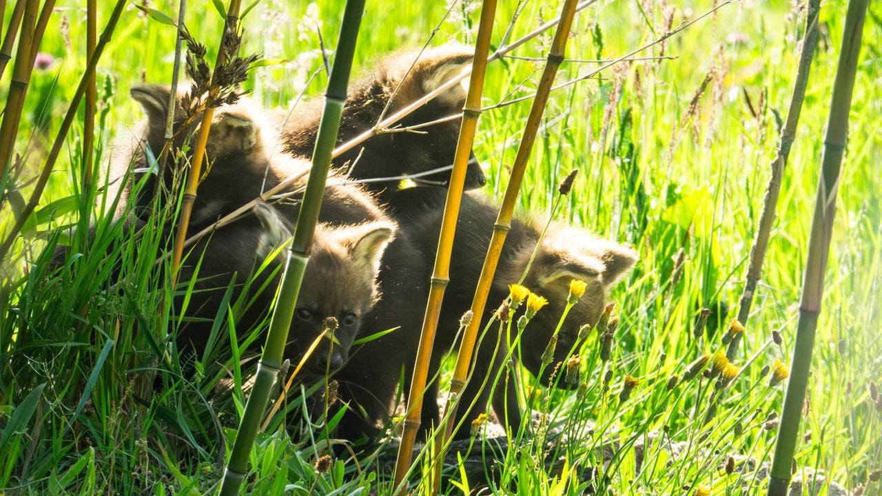De manenwolfpups in dierentuin ZiE-ZOO in Volkel (foto: Dierenpark ZiE-ZOO Volkel).
