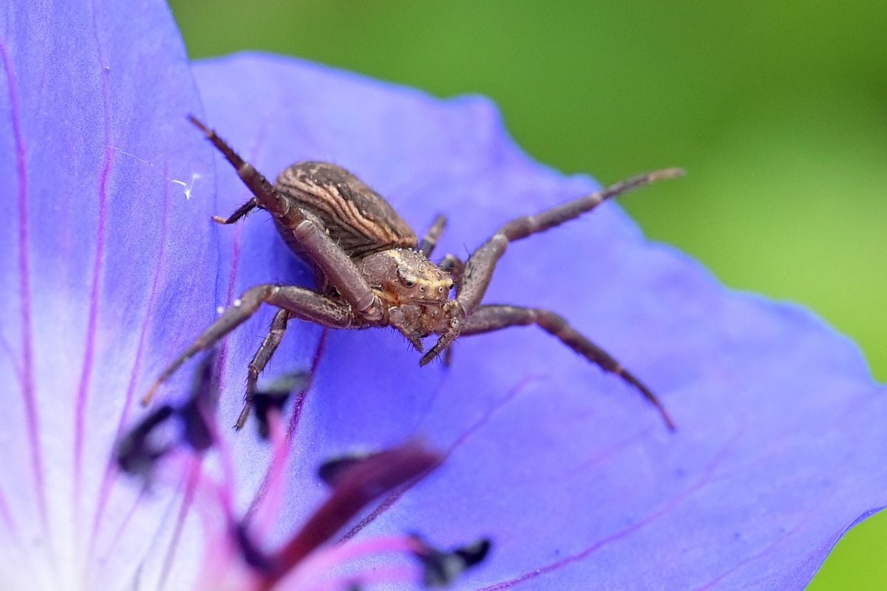 Een soort boskrabspin (foto: Saxifraga/Tom Heijnen).