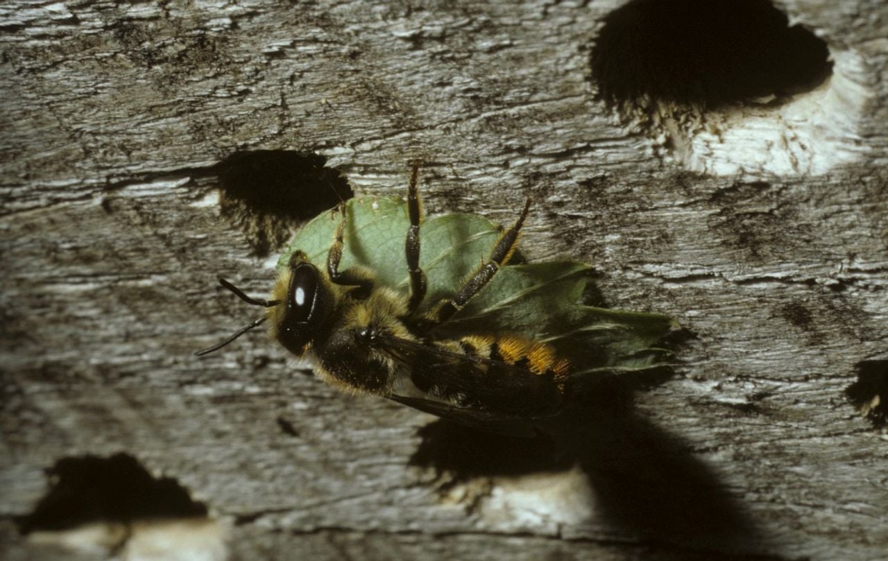 Een grote bladsnijder (foto: Saxifraga/Pieter van Breugel).