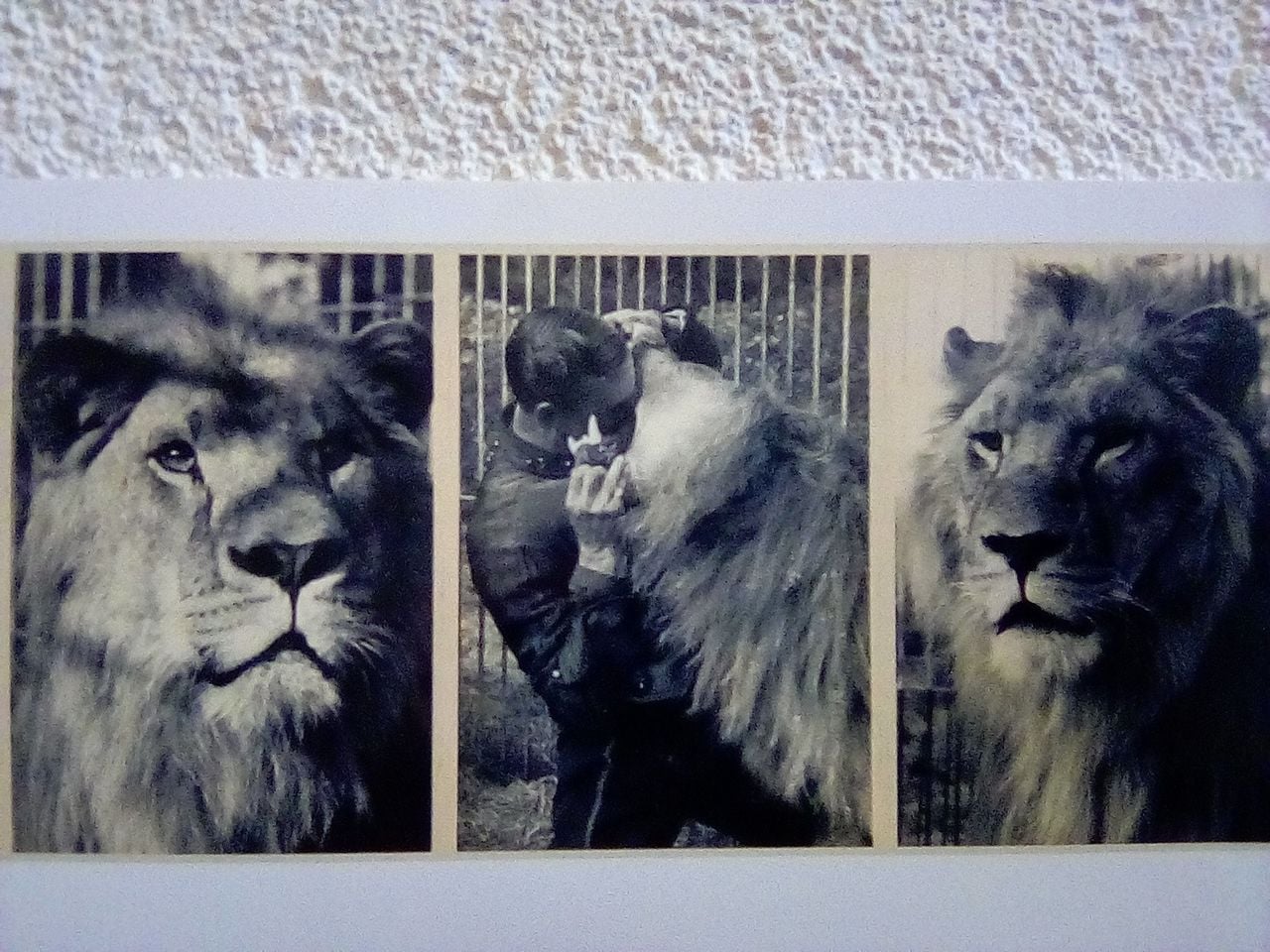 Carlo Stevens met zijn leeuwen (foto: privécollectie familie Stevens)
