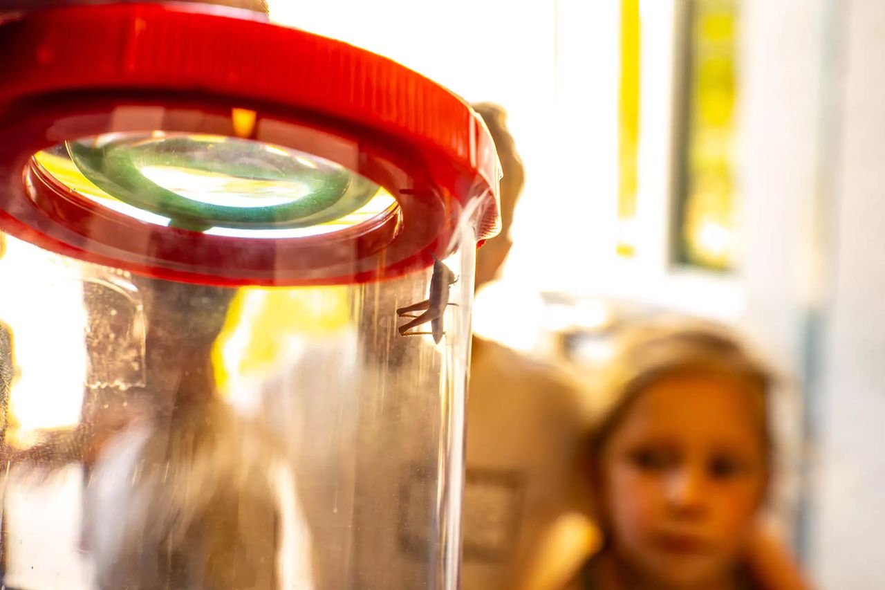 De sprinkhaan werd in een potje gedaan zodat de klas goed kon kijken (foto: Harrie Grijseels).