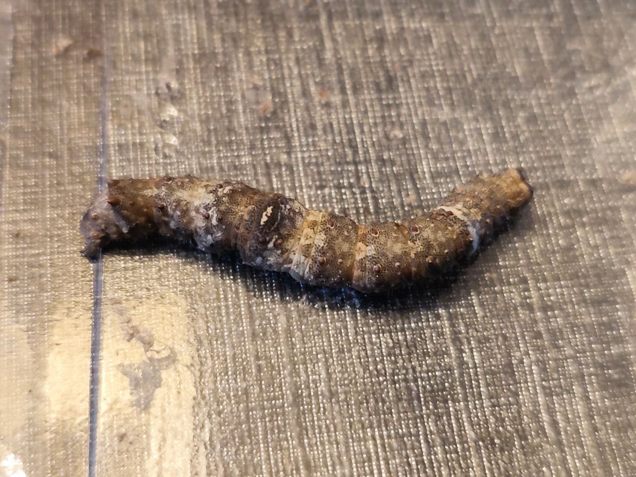 Rups appeltak (foto: Donny van Koolwijk).