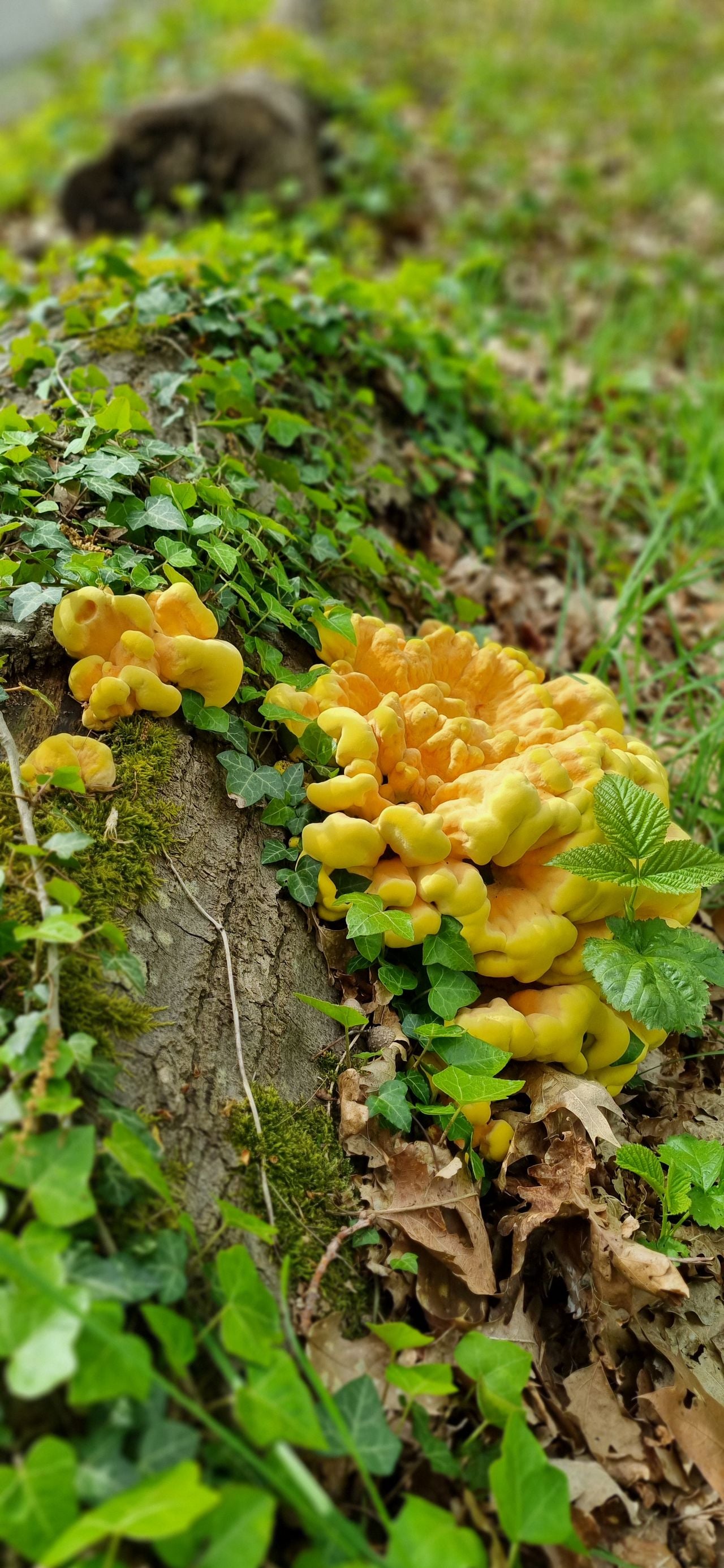 Een hoed van de zwavelzwam (foto: Angelique Jansen).