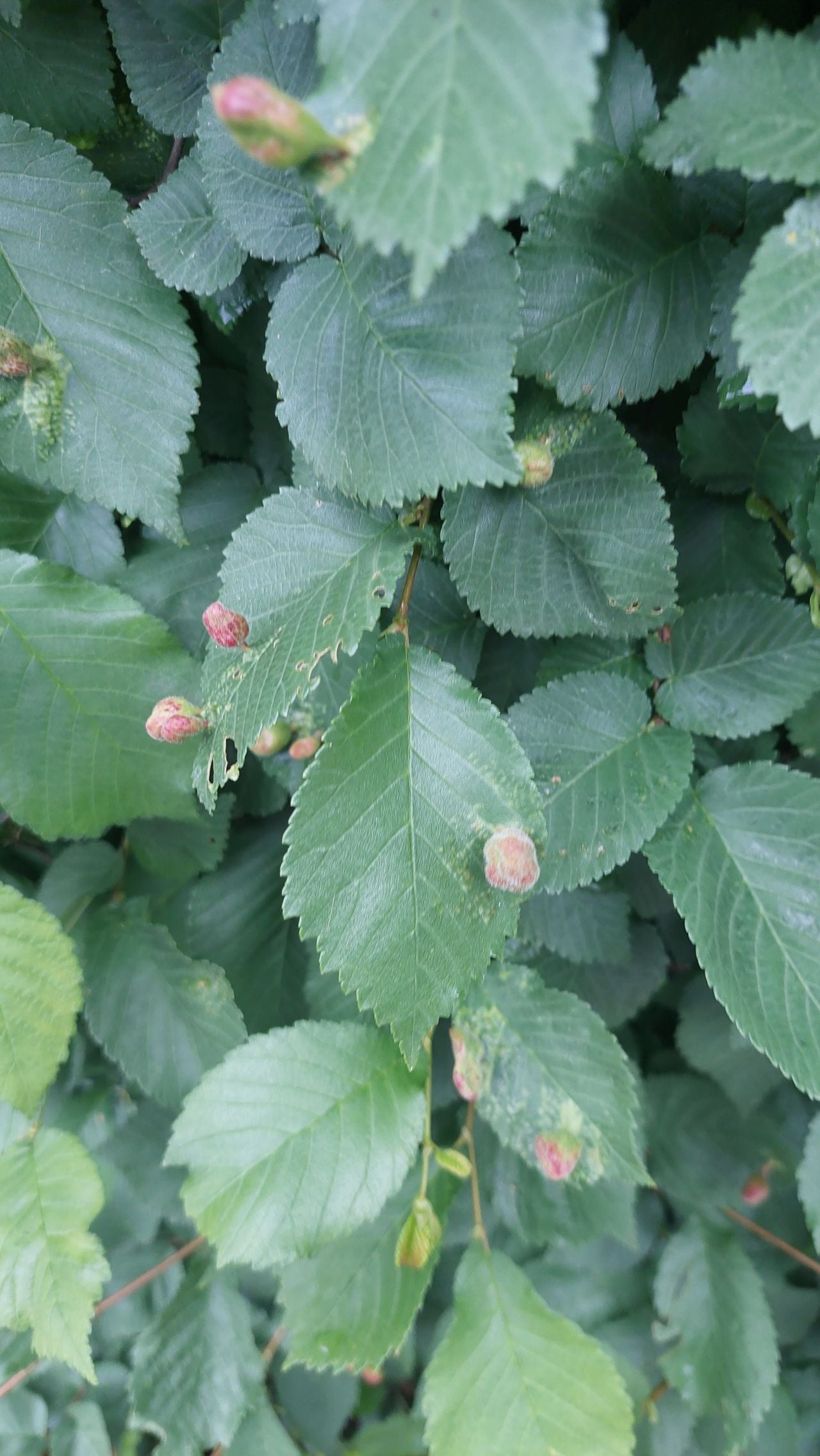 Gal grasluis op blad van een iep (foto: Elly van den Reek).