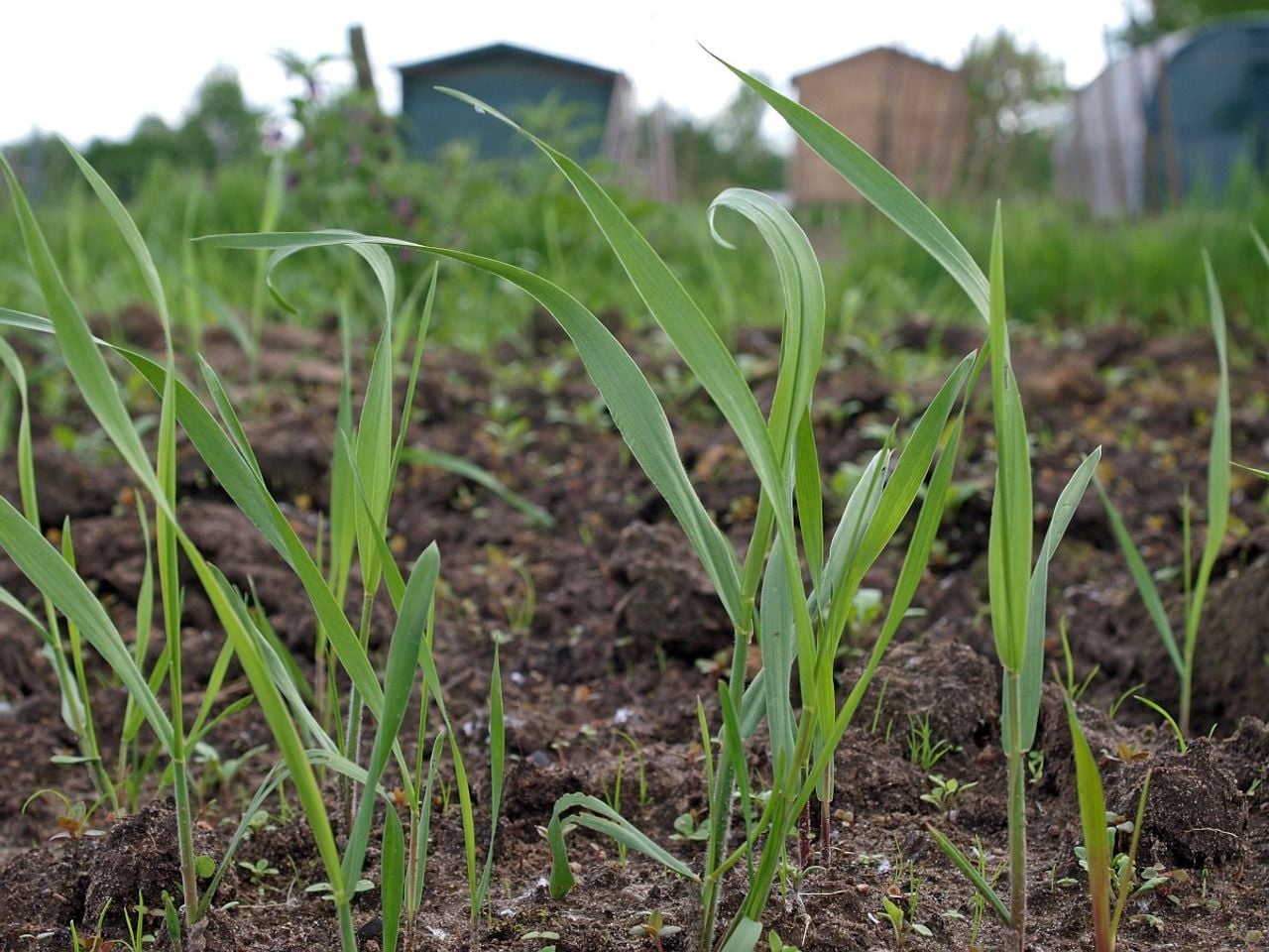 Grassoort kweek (foto: Saxifraga/Hans Dekker).