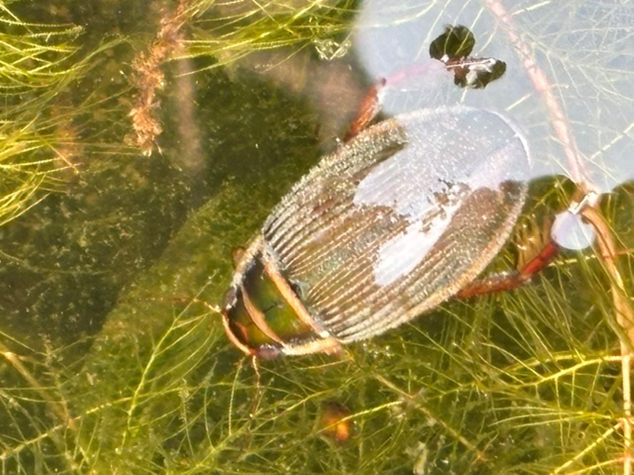 Een gewone geelrand (foto: John Selten).