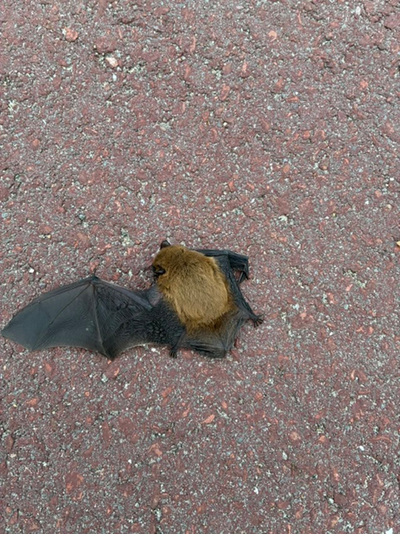 Een gewone dwergvleermuis (foto: Jos en Lian Cleijsen).