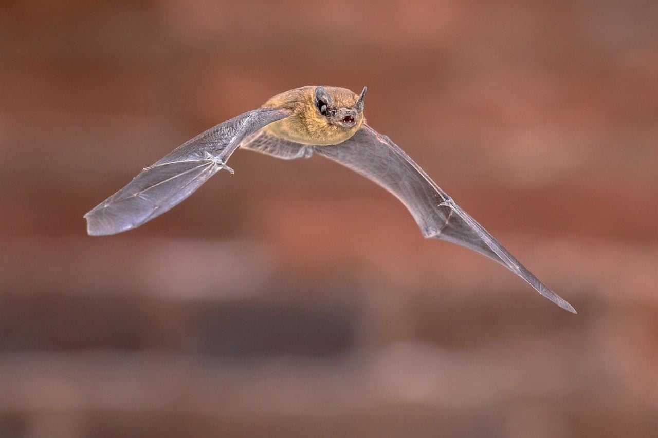 Een gewone dwergvleermuis (foto: Saxifraga/Rudmer Zwerver).