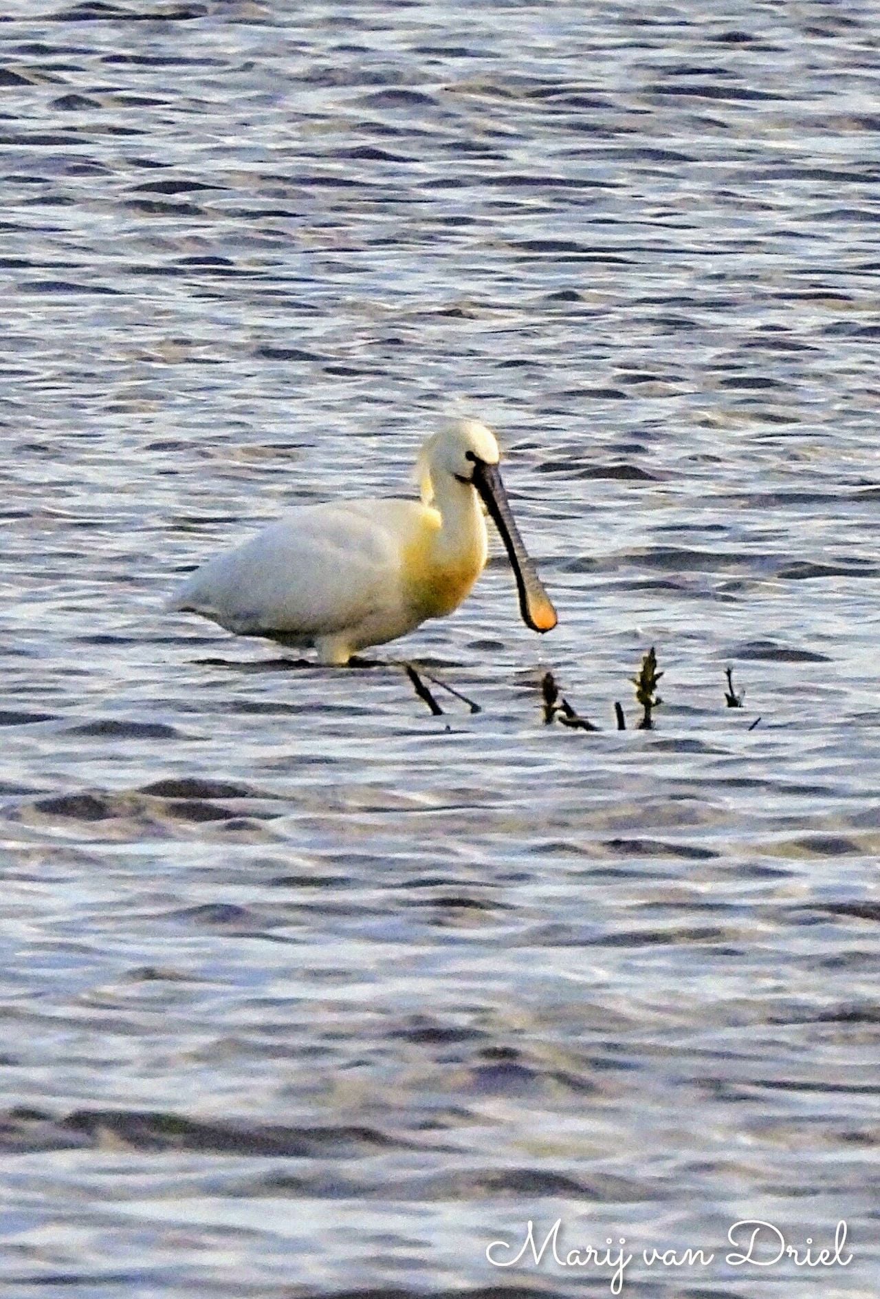 Een lepelaar (foto: Marij van Driel).