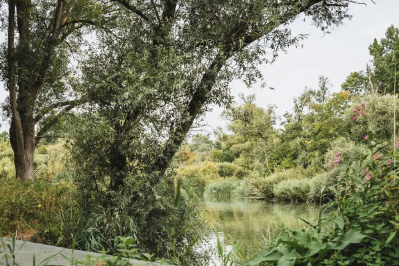Wildernis aan het water (foto: VisitBrabant).