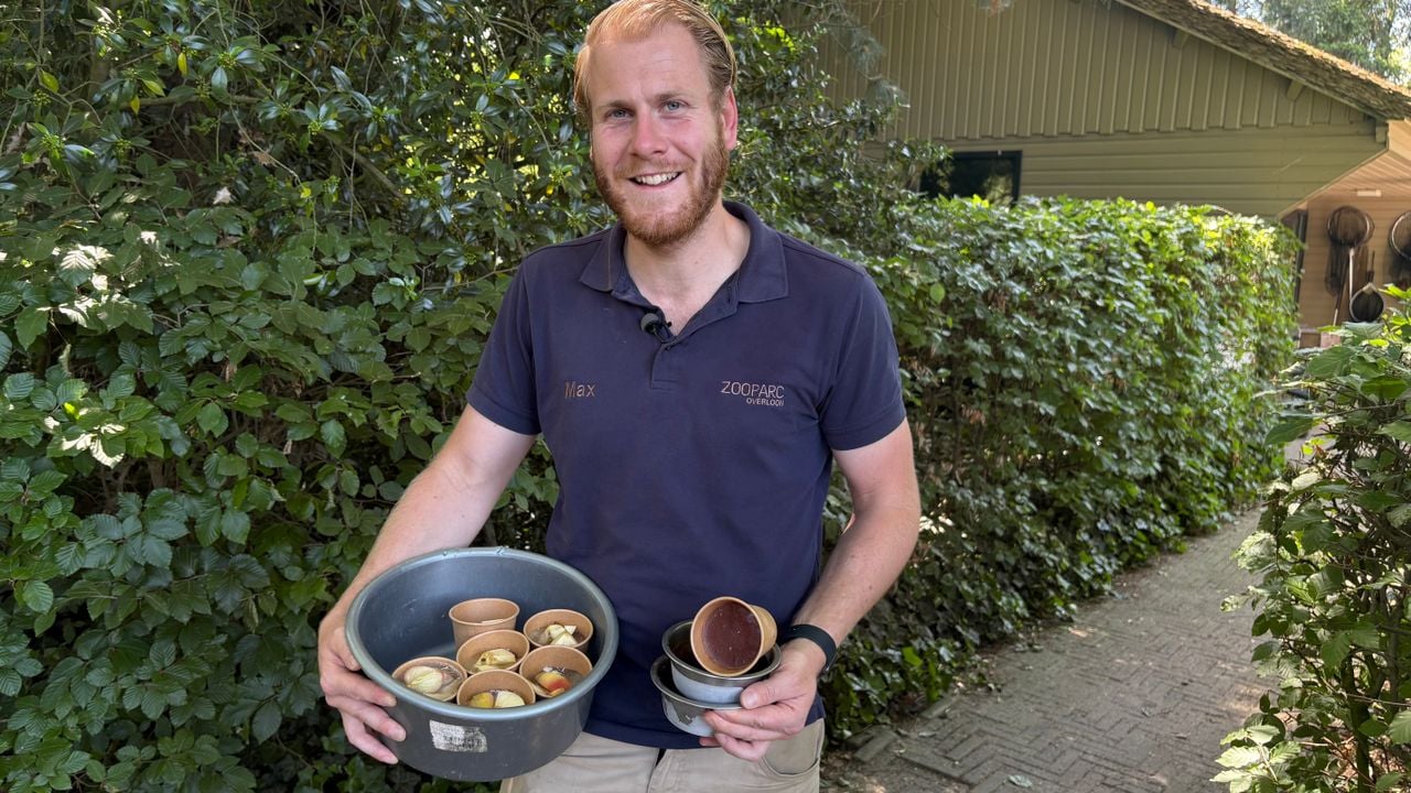 Max Kronier deelt ijsjes uit aan de dieren bij ZooParc Overloon.