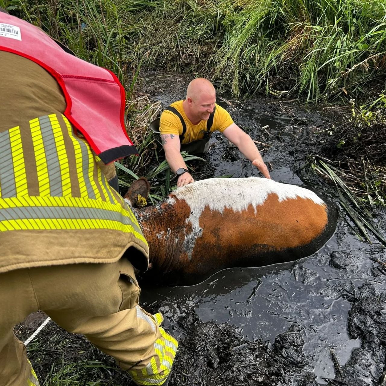 De brandweer redt een koe uit een sloot in Breda (foto: Facebook Brandweer Terheijden)
