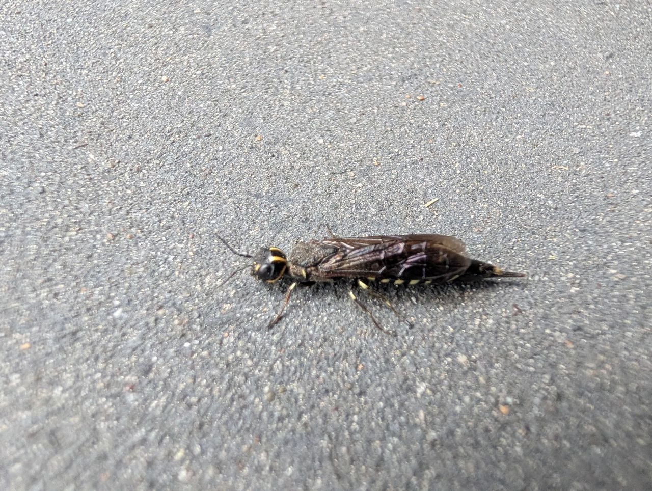 Een eikenkameelhalshoutwesp (foto: Luuk Meulendijks).
