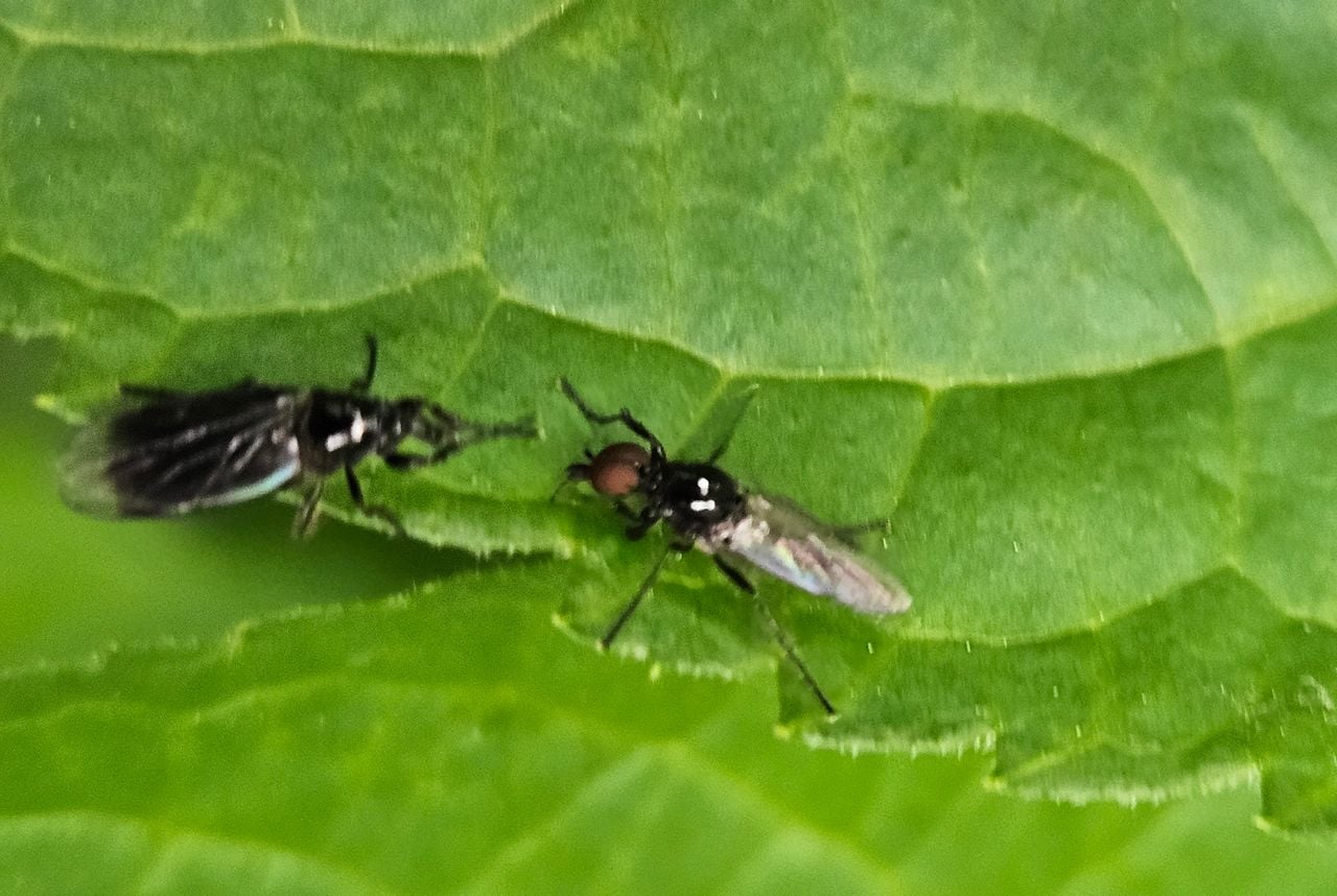 Twee koortsvliegen (foto: Margot Reijnders).