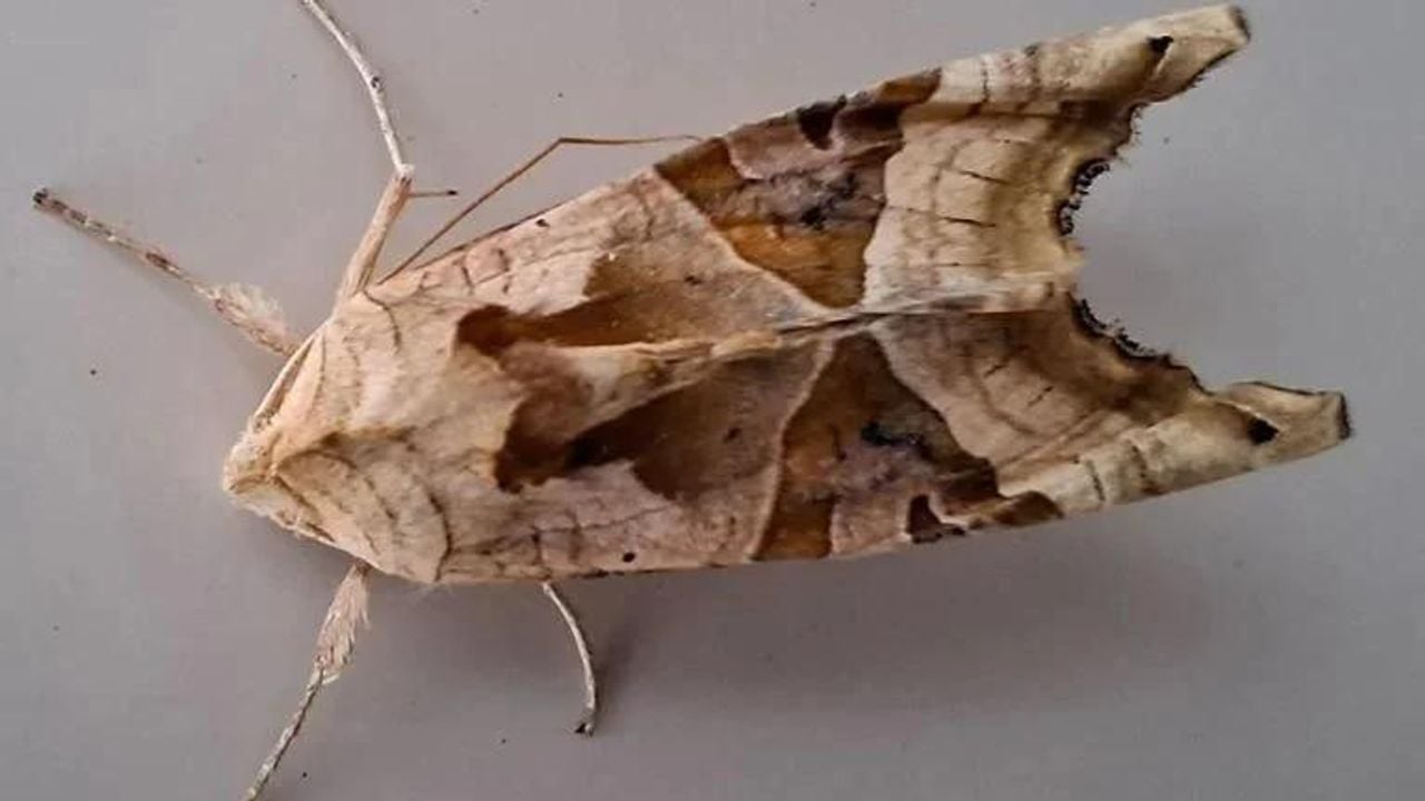 Een agaatvlinder (foto: Rinus Mesman).