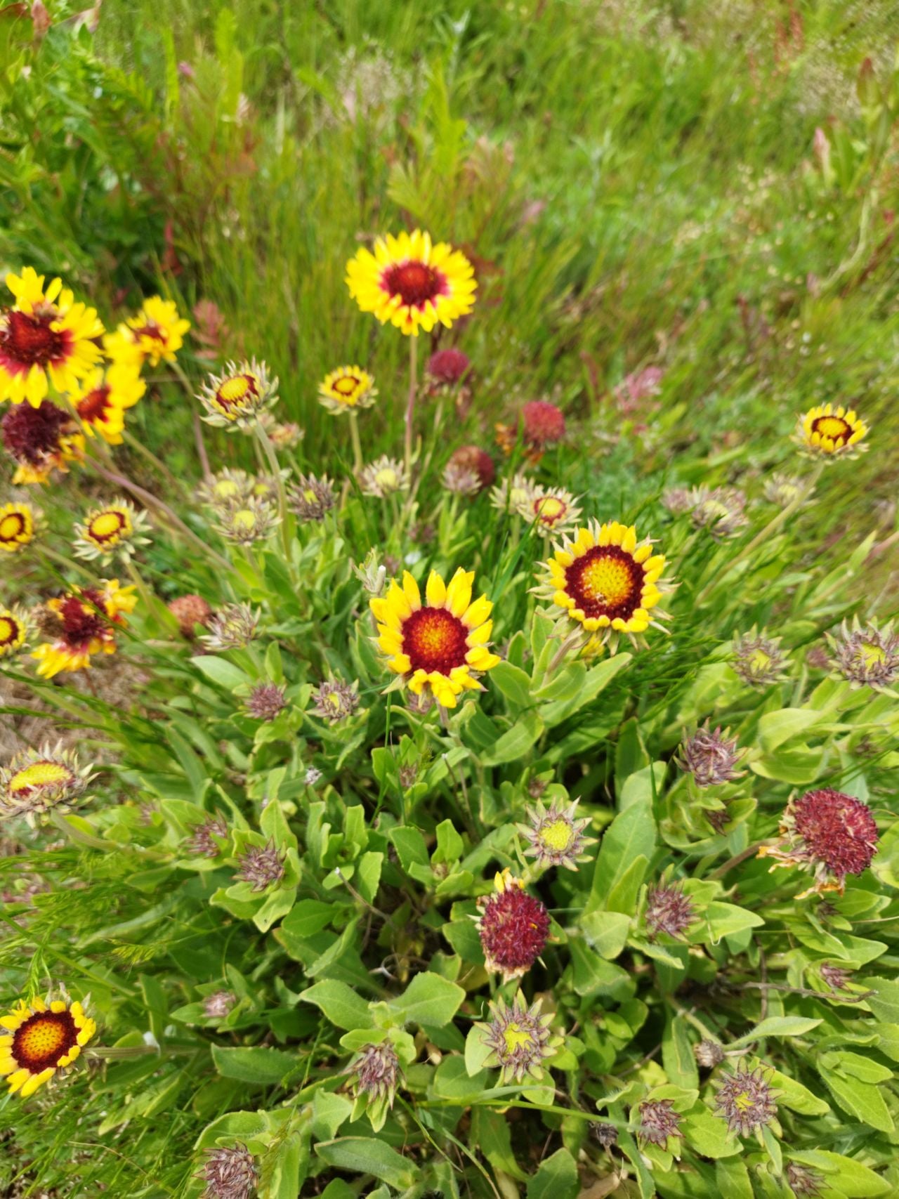Kokardebloemen (foto: Koos Riksen).