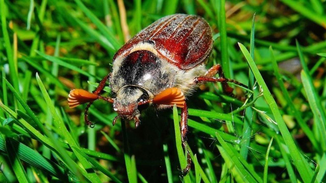 Een mannetje van de meikever (foto: Pixabay Karsten Paulick).