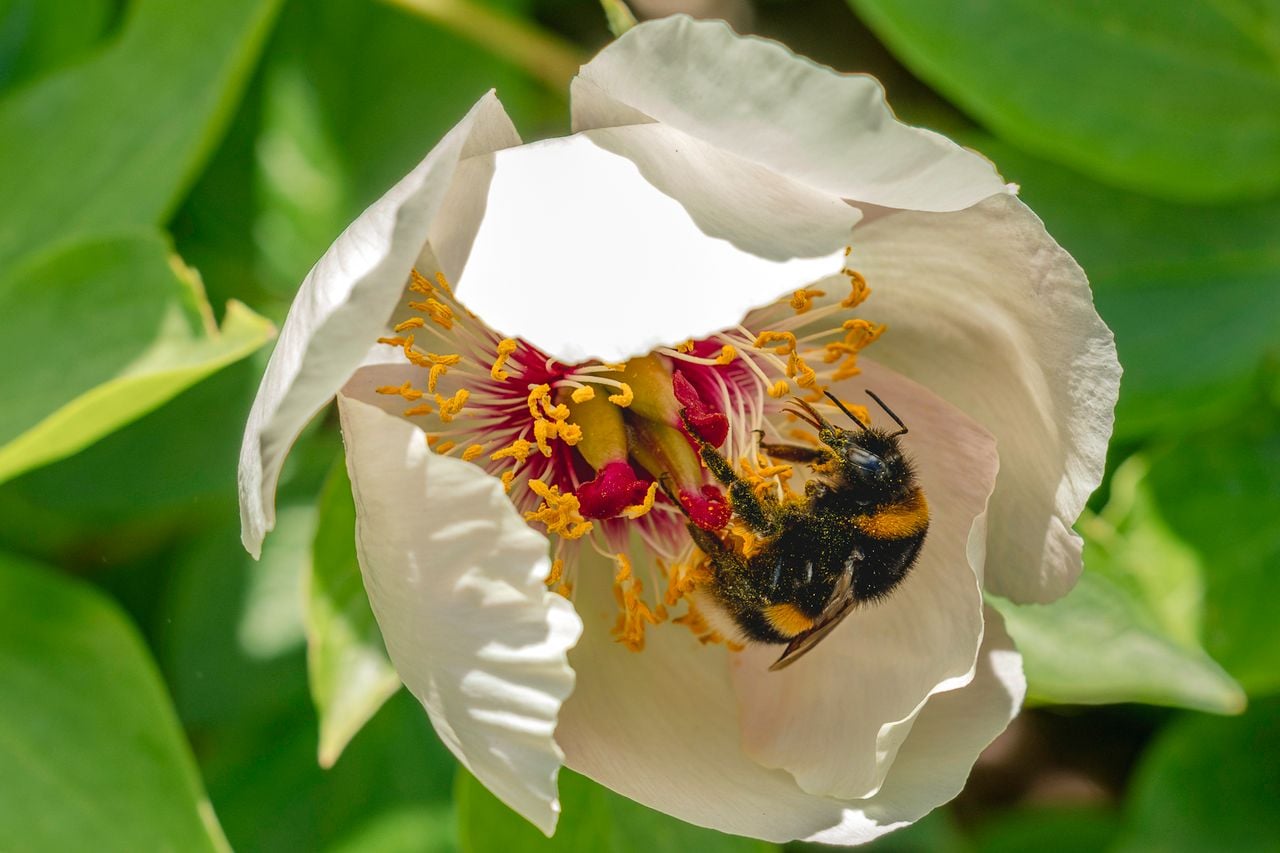 Hommel met stuifmeel en een tong voor de nectar (foto: Bert Goossens).